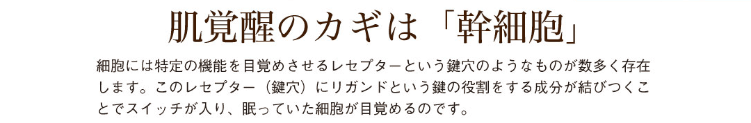肌覚醒のカギは幹細胞