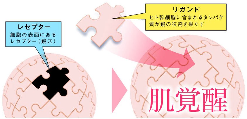 肌覚醒のカギは幹細胞