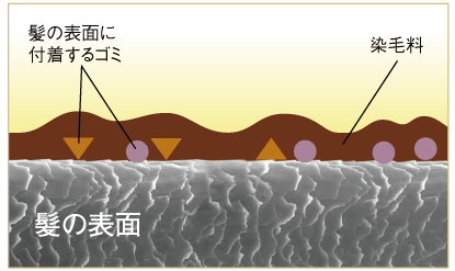 髪の表面