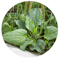 セイヨウオオバコ