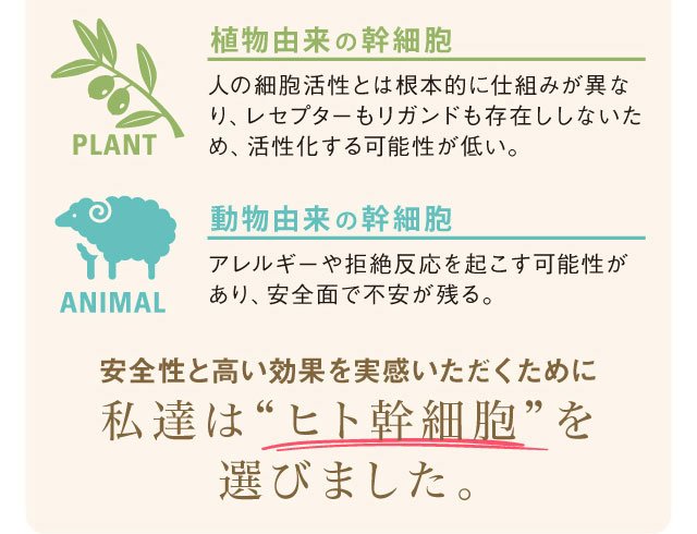 植物幹細胞とは