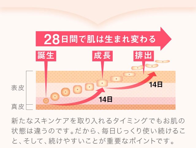 幹細胞美容液肌再生