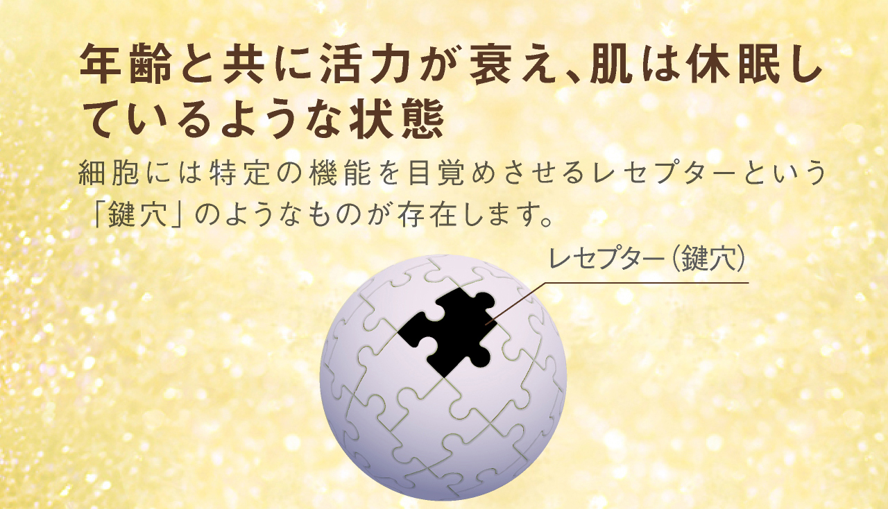 年齢と共に肌の活力が衰え、肌は休眠しているような状態