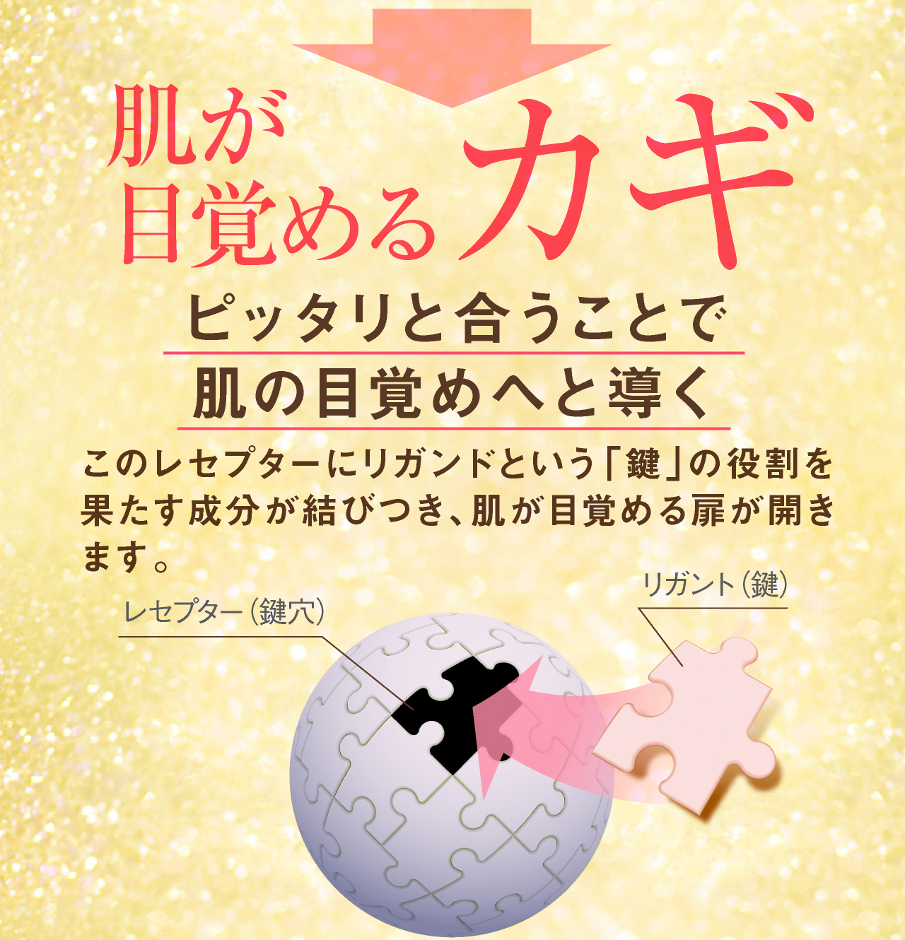 肌が目覚めるカギ