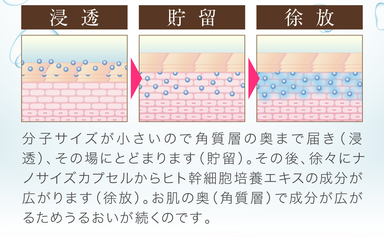 分子サイズが小さいので角質層の奥まで届き（浸透）、その場にとどまります（貯留）。その後、徐々にナノサイズカプセルからヒト幹細胞培養エキスの成分が広がります（徐放）。お肌の奥（角質層）で成分が広がるためうるおいが続くのです。