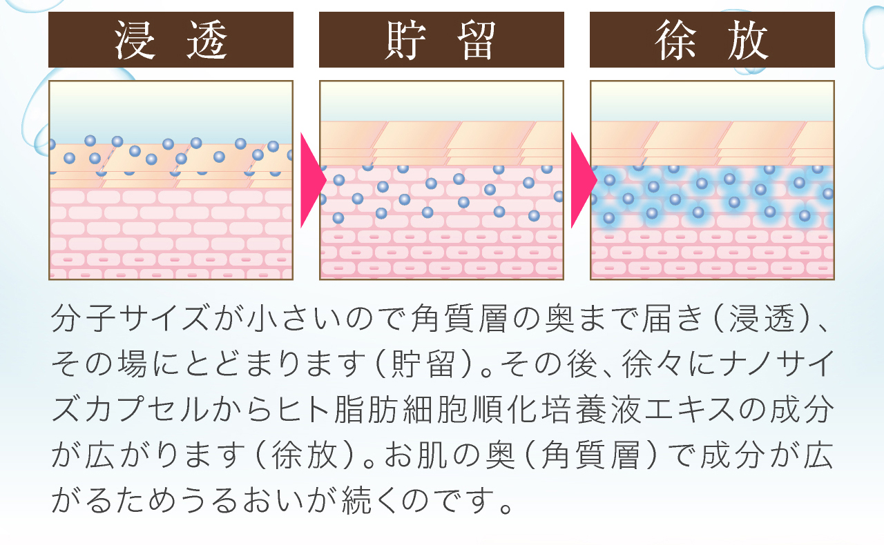 分子サイズが小さいので角質層の奥まで届き（浸透）、その場にとどまります（貯留）。その後、徐々にナノサイズカプセルからヒト脂肪細胞順化培養液エキスの成分が広がります（徐放）。お肌の奥（角質層）で成分が広がるためうるおいが続くのです。